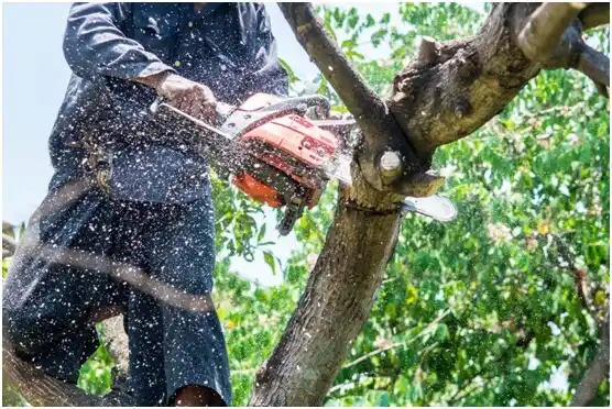 tree services Hokendauqua